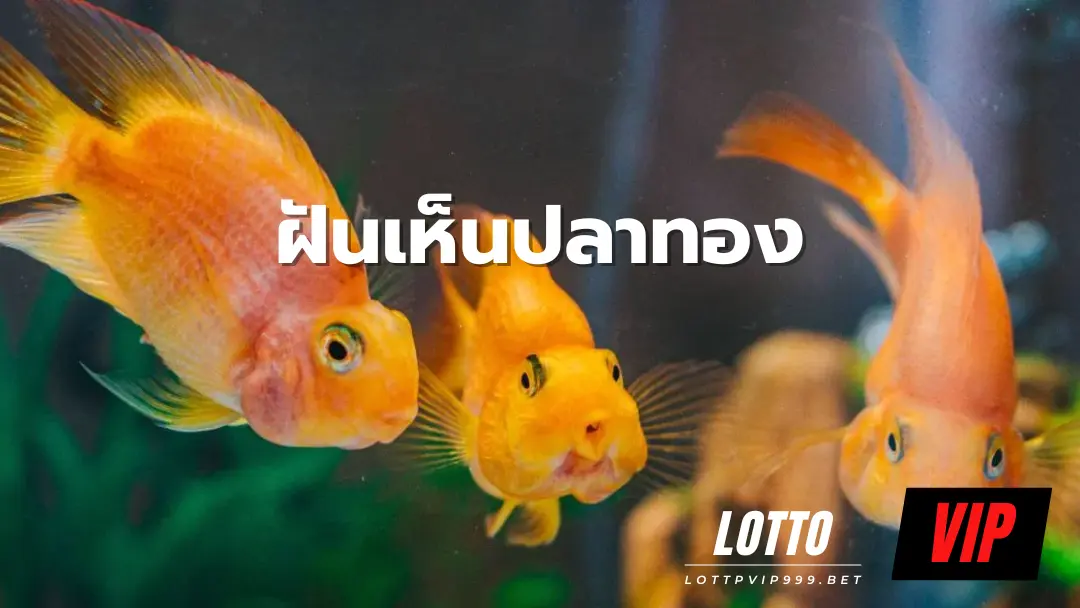 ฝันเห็นปลาทอง